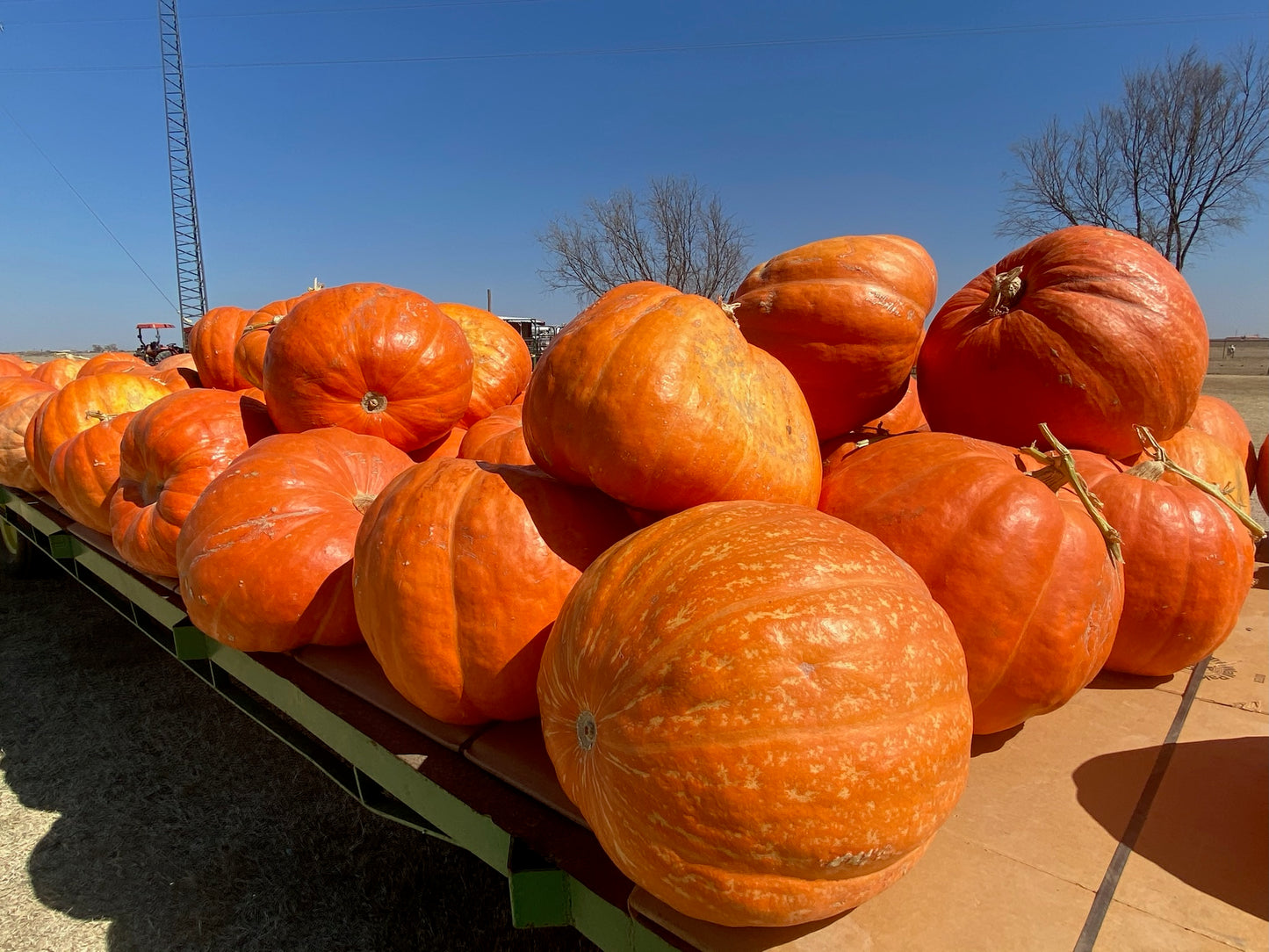 Jumbo Prizewinners aka Big Mac