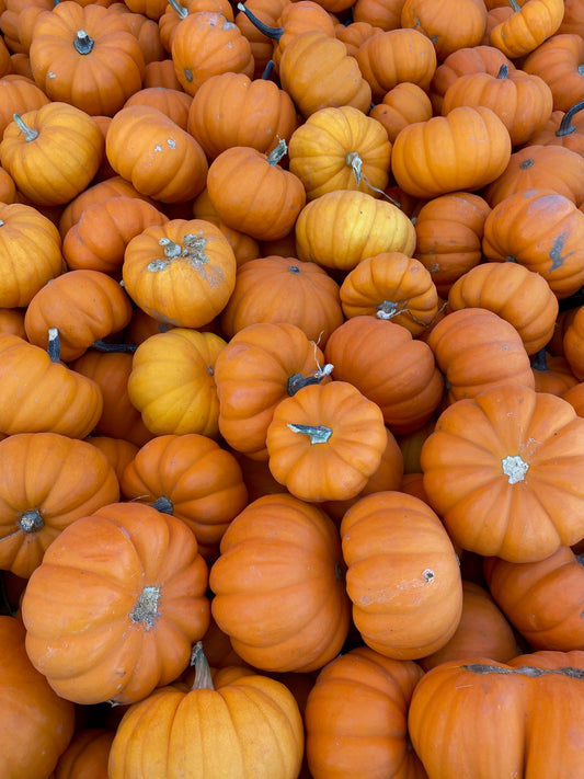 25 lb Bag of Mini Pumpkins or Ornamental Gourds